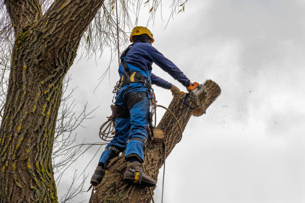 Best Root Management and Removal  in Gateway, AK